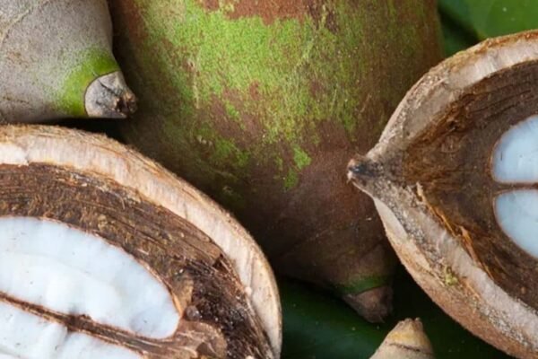 babassu ataliu seklu aliejus