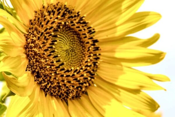 saulėgrąžų aliejus