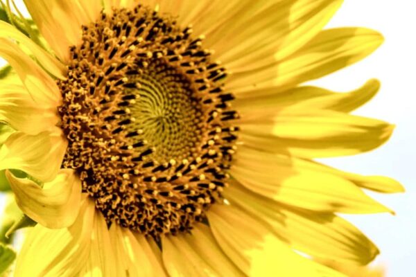 saulėgrąžų aliejus