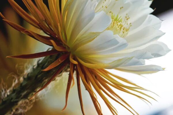 Nakties karalienės kaktusas